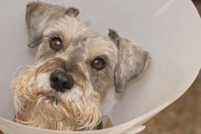 miniature schnauzer eyebrows