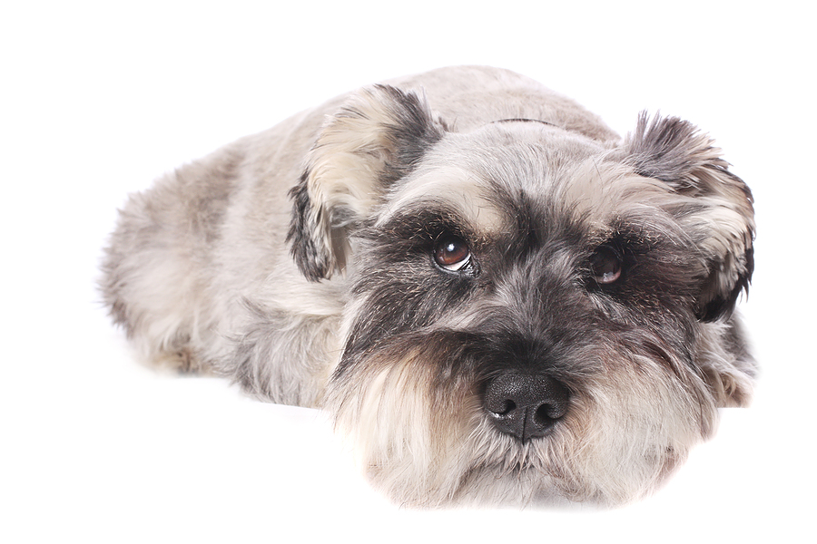 miniature schnauzer soft toy