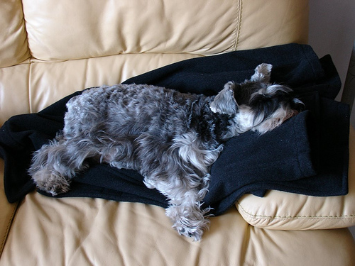 Miniature Schnauzer Dog � Pregnancy 