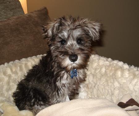 long haired schnauzer